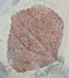 Beautiful Fossil Leaf (Beringiaphyllum) & (Zizyphoides flabellum)- Montana #29105-1